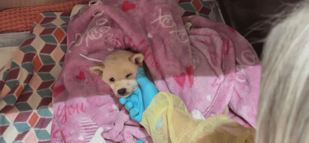 Frosty wrapped in blanket